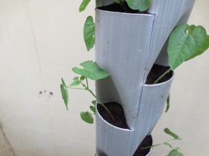 Pipe Garden Ver 2.0-------closeup of Bush Beans sapling. 